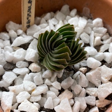 Crassula Kimnachi