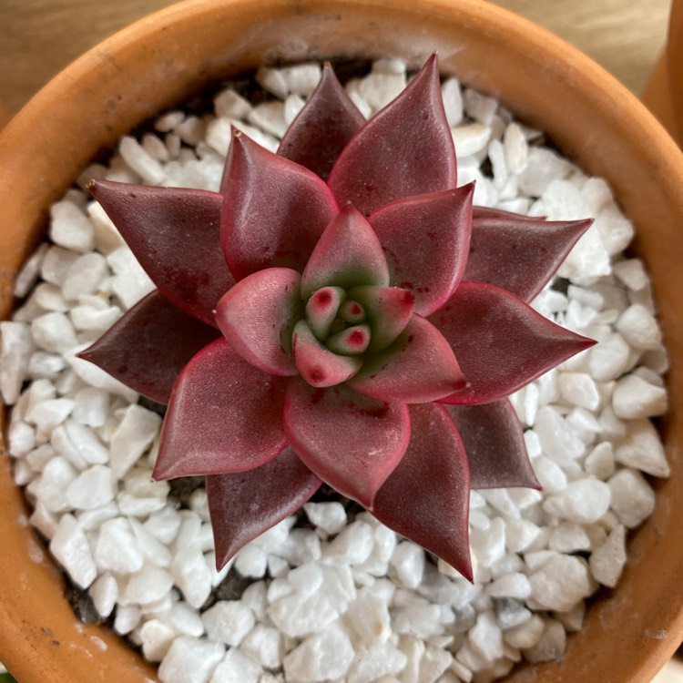 Plant image Echeveria Romeo