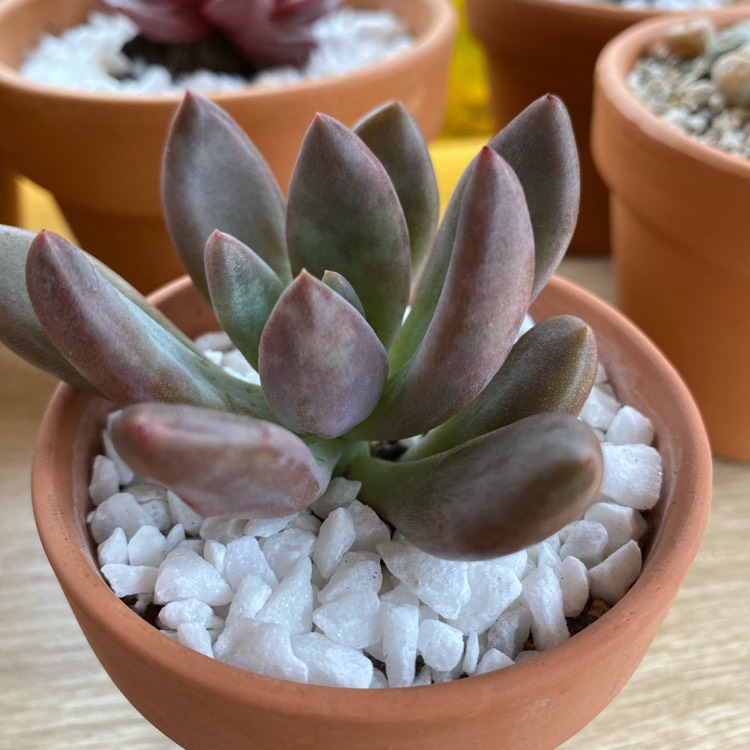 Plant image xGraptoveria Royal Flush