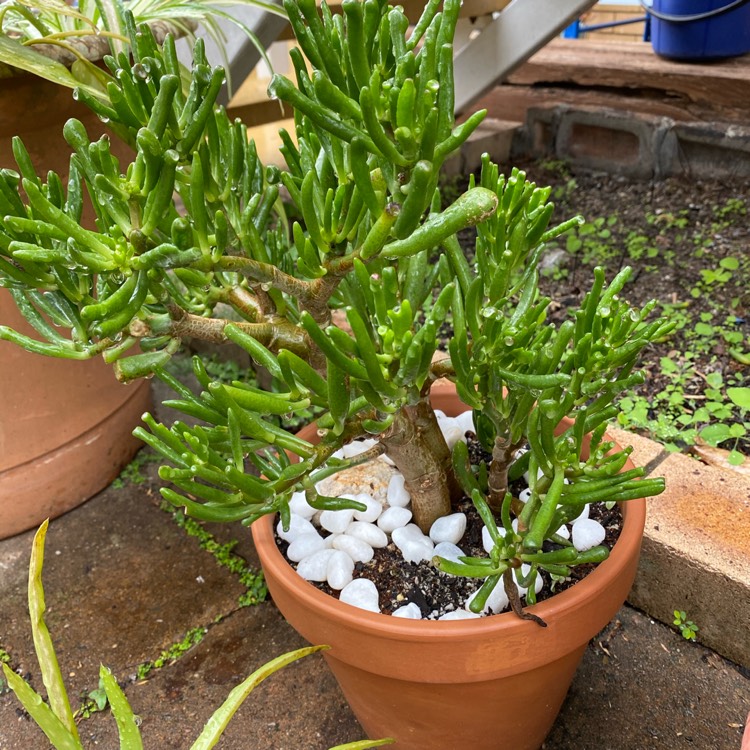 Plant image Crassula Ovata 'Gollum'