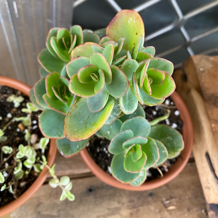 Plant image Kalanchoe Rotundifolia