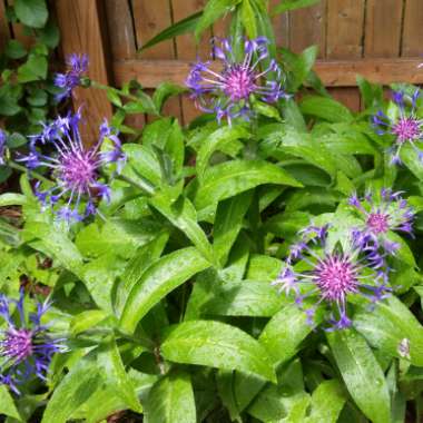 Centaurea montana