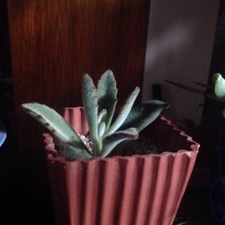 Plant image Kalanchoe tomentosa 'Black Tie'