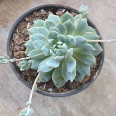 Echeveria 'Lola'