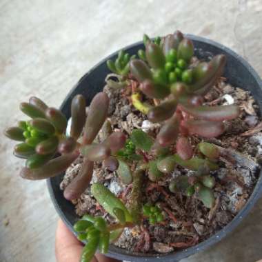 Sedum 'Red Jelly Beans'