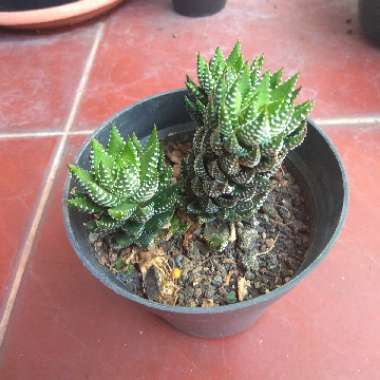 Haworthia 'Zebra'