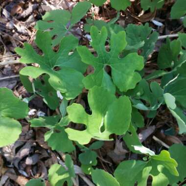 Sanguinaria canadensis