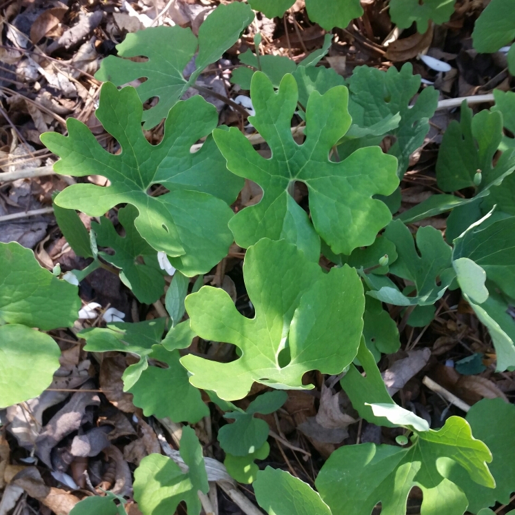 Plant image Sanguinaria canadensis