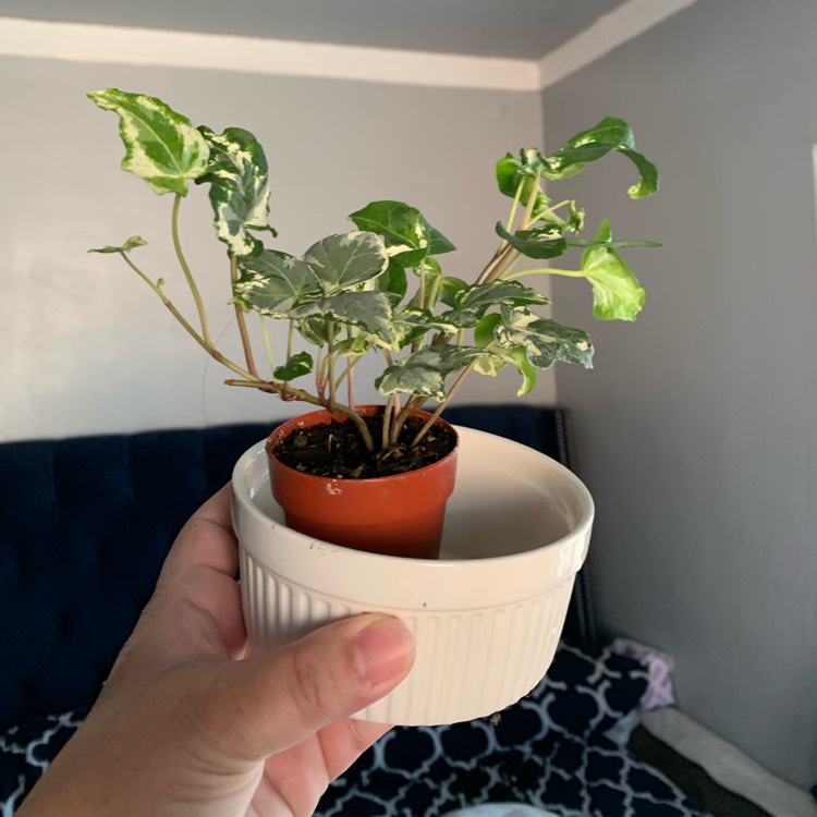 Plant image Hedera helix 'Midas Touch' syn. 'Golden Kolibri'