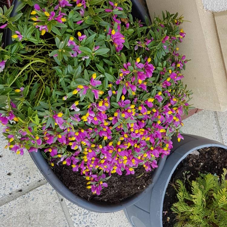 Plant image Polygala chamaebuxus grandiflora 'Purple Passion'