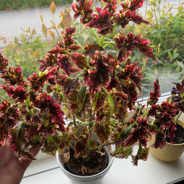 Plant image Plectranthus scutellarioides 'Gilda'