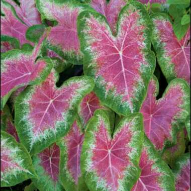 Elephant Ear 'Carolyn Whorton'