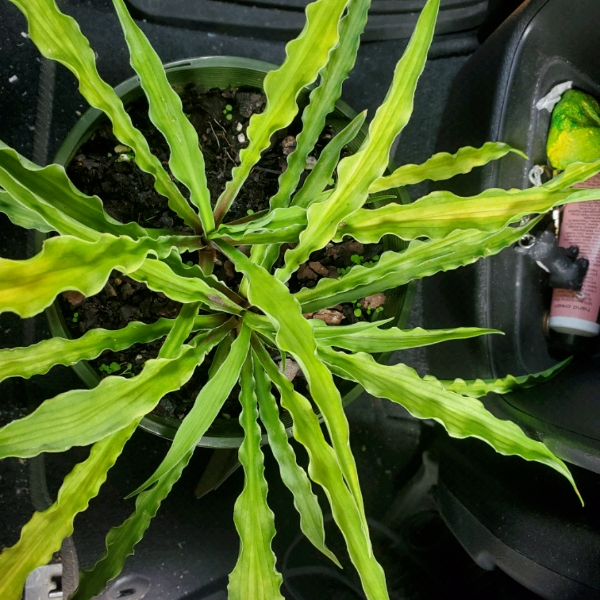 Plant image Hosta 'Curly Fries'