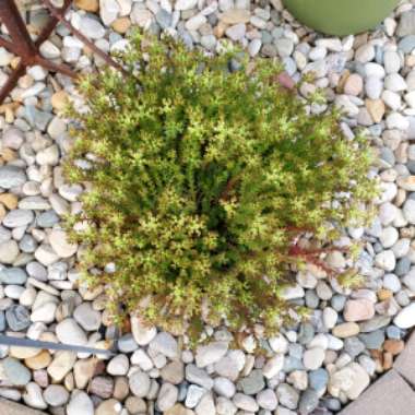 Sedum ochroleucum 'Red Wiggle'