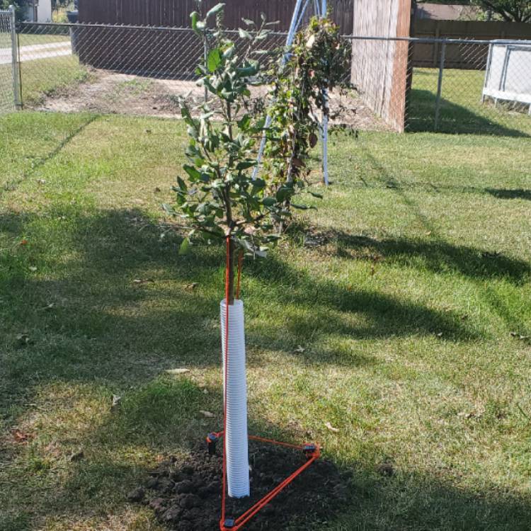 Plant image Malus domestica 'Honeycrisp'