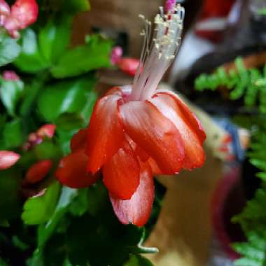 Schlumbergera truncata Rio Brazil