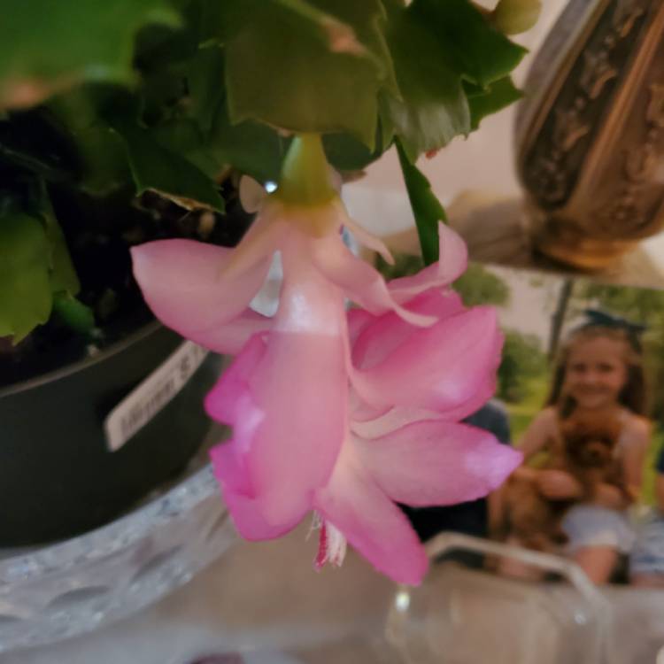 Plant image Zygocactus Pink