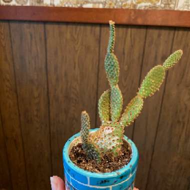 Opuntia microdasys