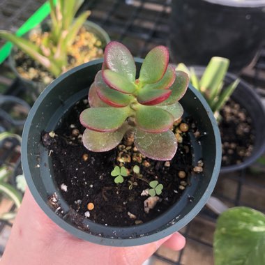 Dwarf Jade