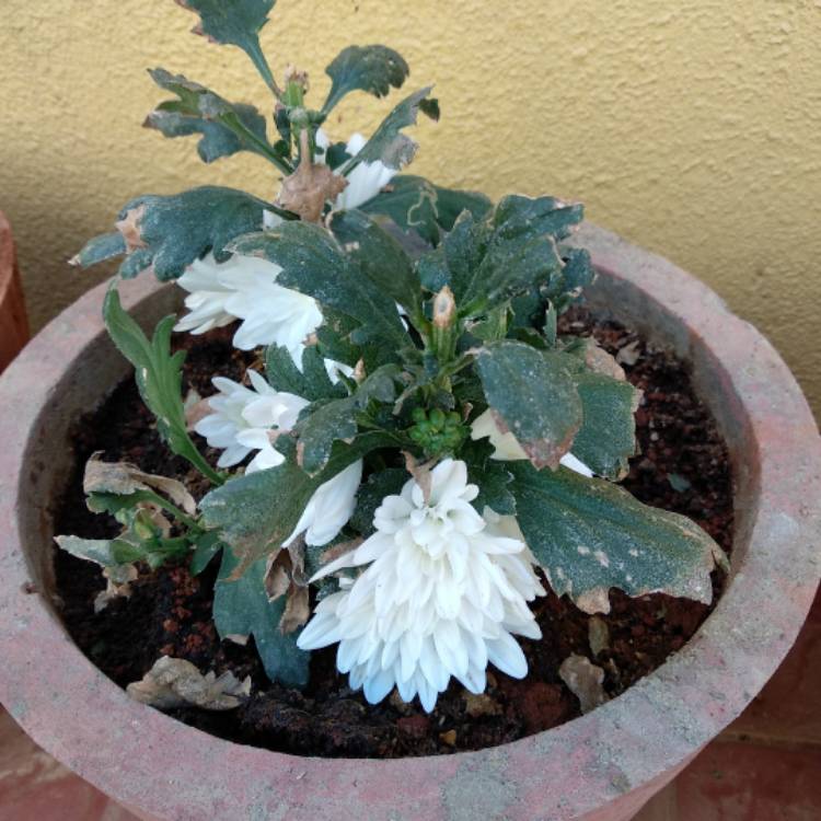 Plant image Chrysanthemum 'Allouise White'