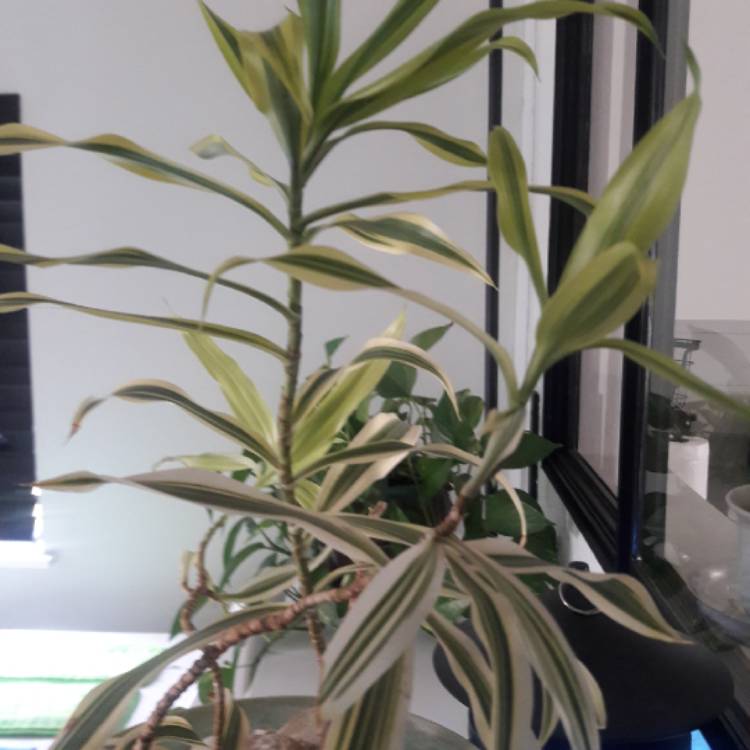 Plant image Dracaena Reflexa 'Variegata'