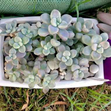 Graptopetalum Ellen