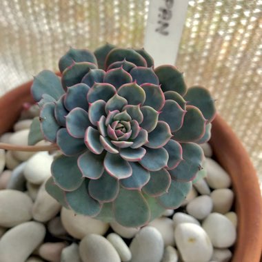 Echeveria Tuxpan