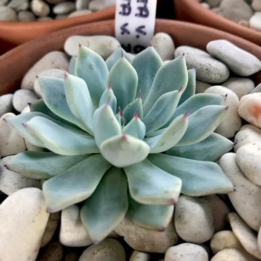 Echeveria Cuspidata var. Zaragozae