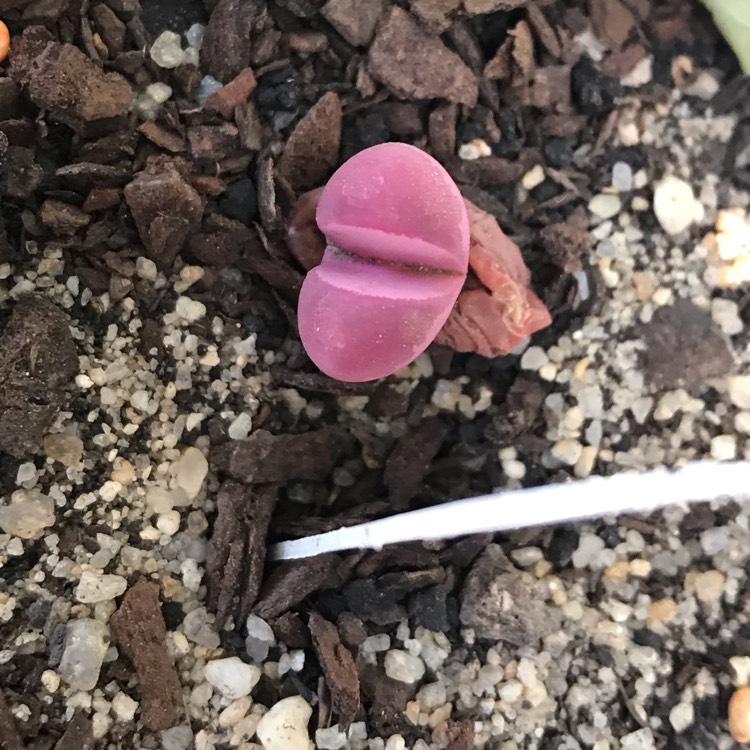 Plant image Lithops Optica Rubra