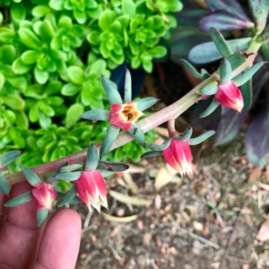 Echeveria Nodulosa