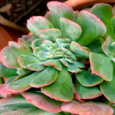 Echeveria Briar Rose Cristata