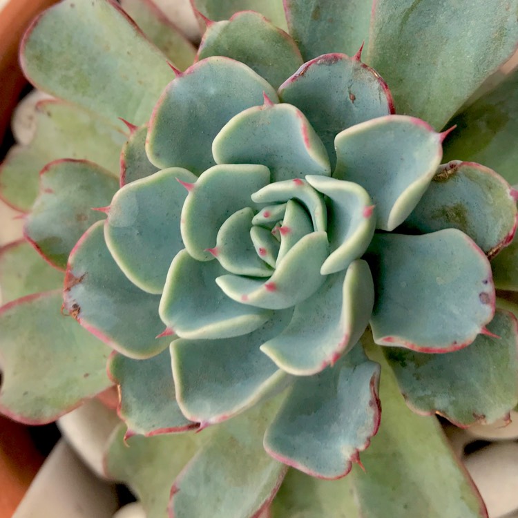 Plant image Echeveria Lara