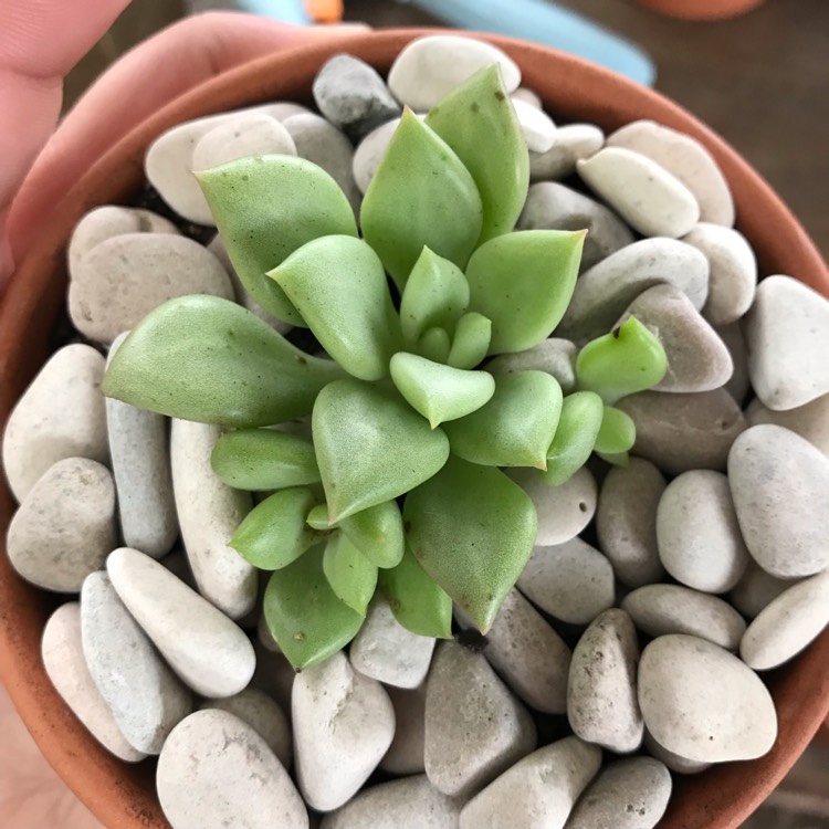 Plant image Echeveria J.C. Van Keppel