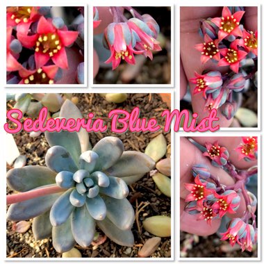 xSedeveria Blue Mist