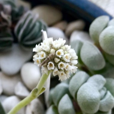 Crassula tecta syn. Crassula decipiens