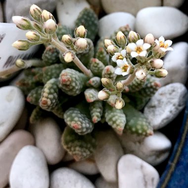 Crassula ausensis subsp. titanopsis