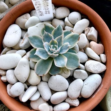 Echeveria Peacockii Variegata