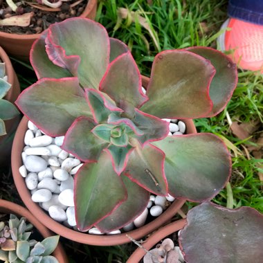 Echeveria Contempo