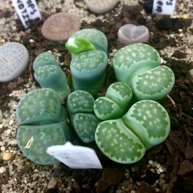 Lithops Julii subsp. Fulleri C056A cv. Fullergreen