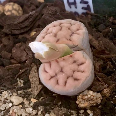 Lithops Karasmontana var. Aiaisensis C224