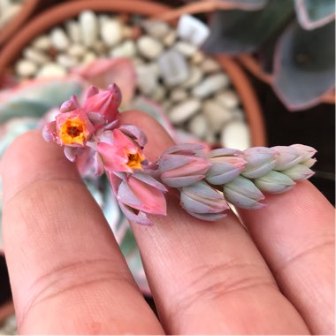 Echeveria Cloudburst