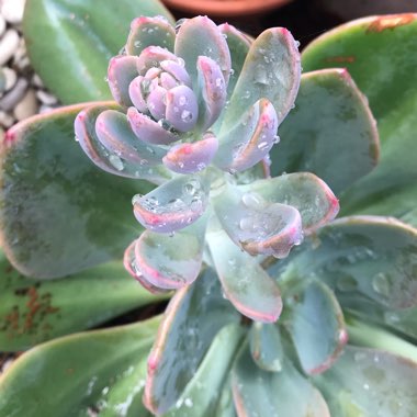 x Pachyveria Empress