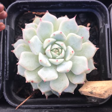 Echeveria Nobaranosei