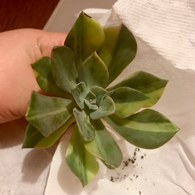 xGraptoveria First Love Variegata