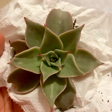 Echeveria Madiba