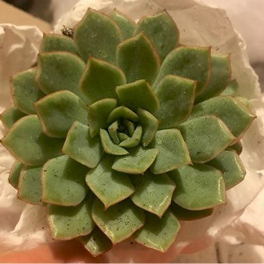 Echeveria Esther