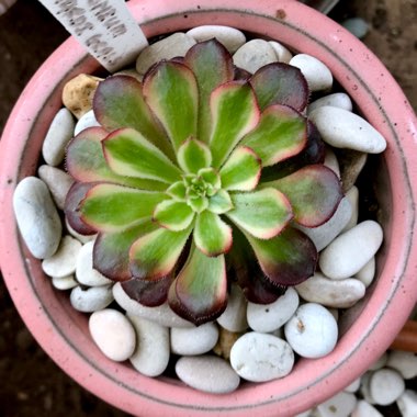 Aeonium Mardi Gras