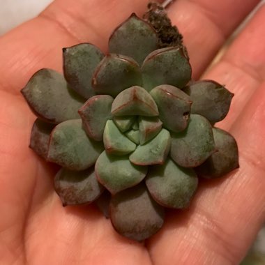 Echeveria Subcorymbosa Lau 30 Giant Form