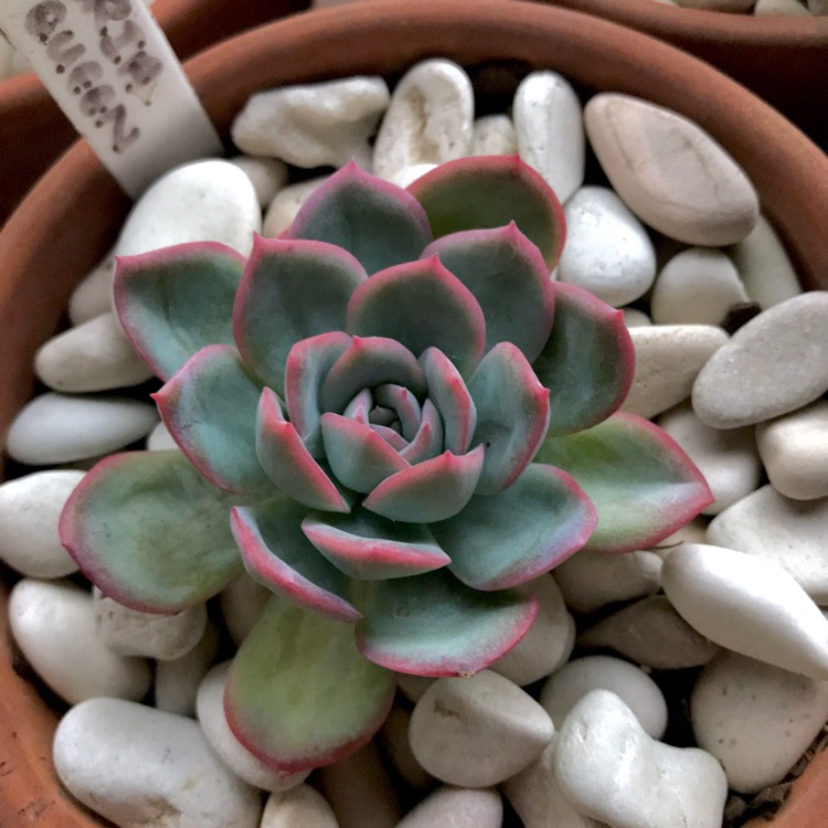 Plant image Echeveria Sasa Queen