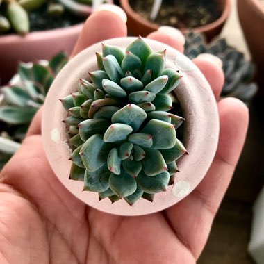 Echeveria Viant